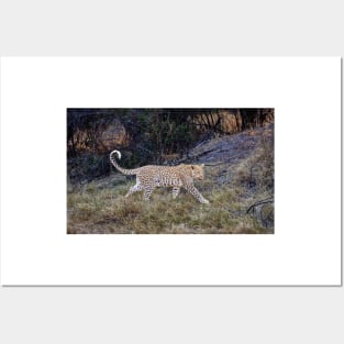 Magnificent Leopard (Panthera pardus) Posters and Art